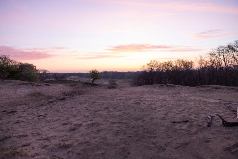 Kennemerland dunes