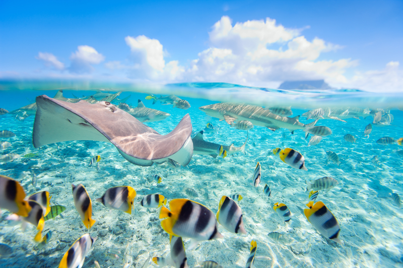 Bora Bora Underwater View with Colourful Fish - Solo Travel Beach Destinations