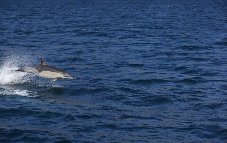 Chanonry Point