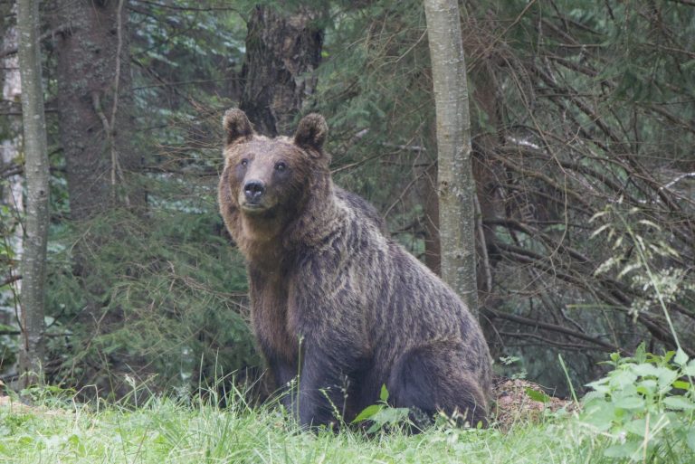 Libearty Bear Sanctuary