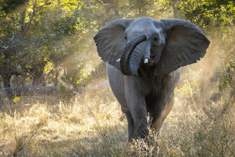 Hwange National Park