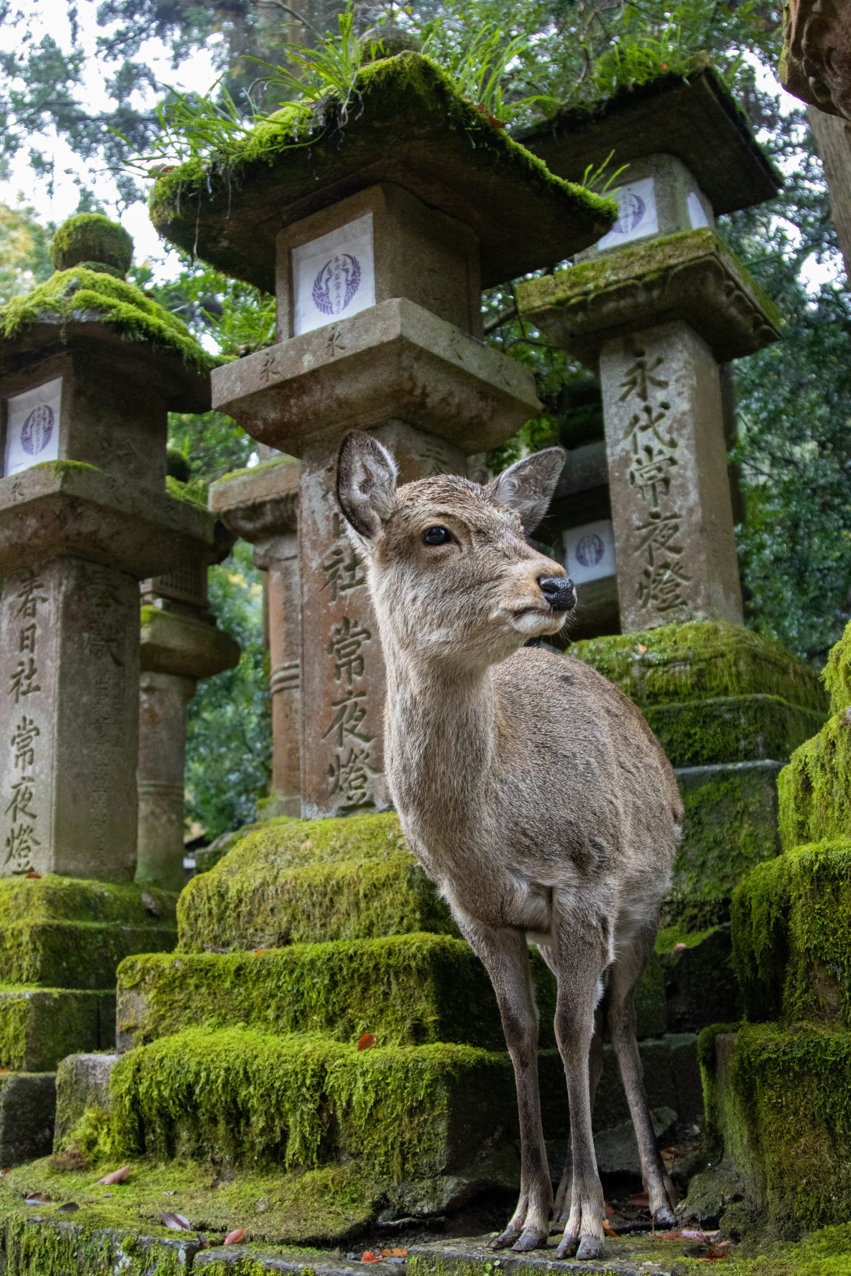 nara, japan - day trips from osaka