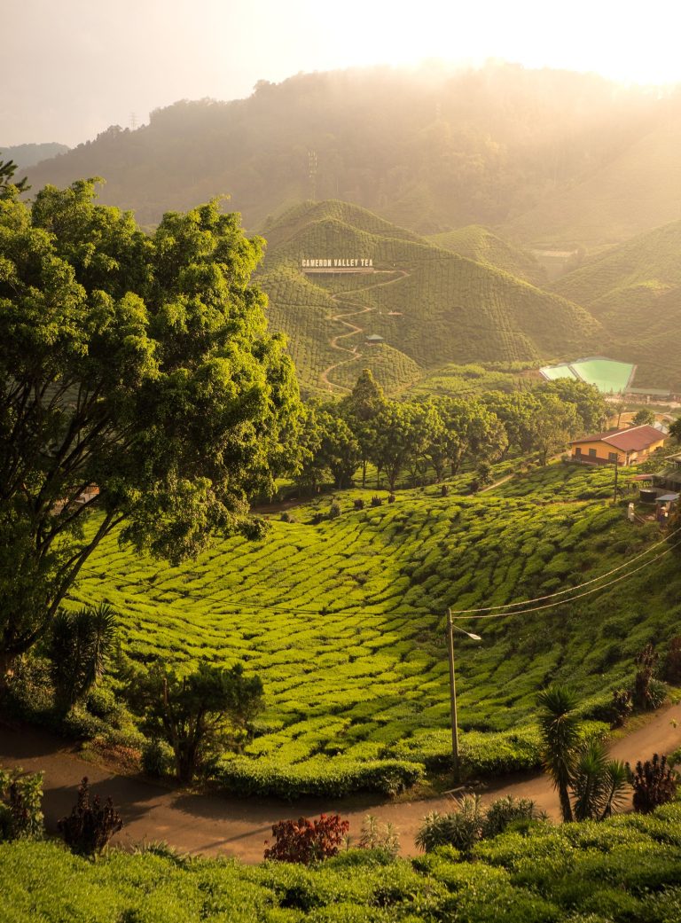 BOH tea plantation