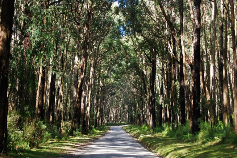 Dandenong Ranges