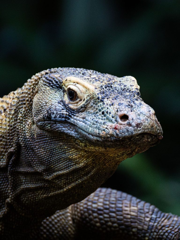Komodo National Park