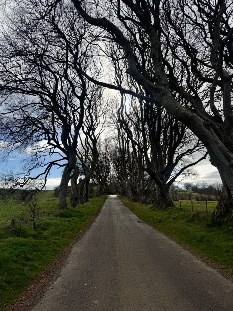 Dark Hedges