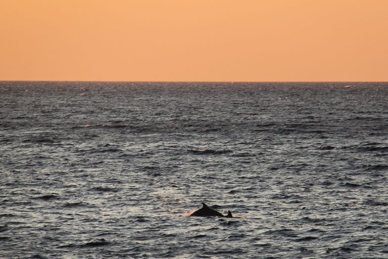 Sunset dolphin cruise