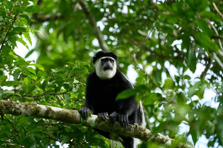 Bigodi Wetland Sanctuary