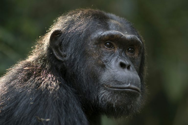 Kibale National Park