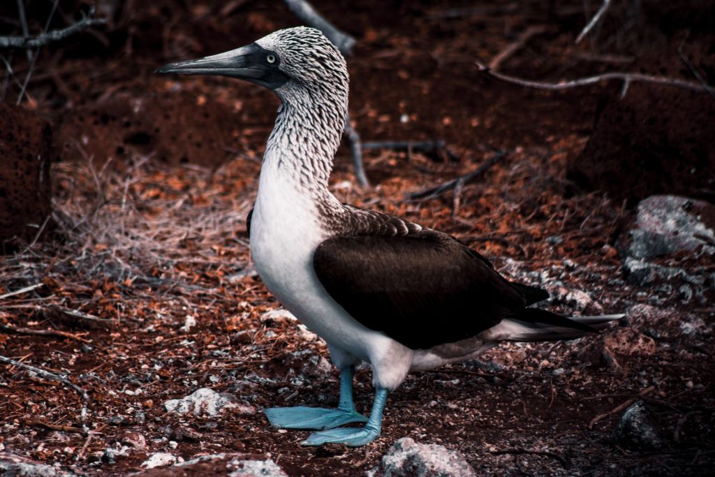 Galápagos Islands