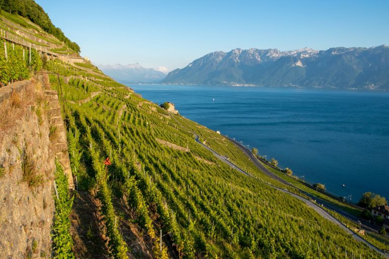 Lavaux vineyards