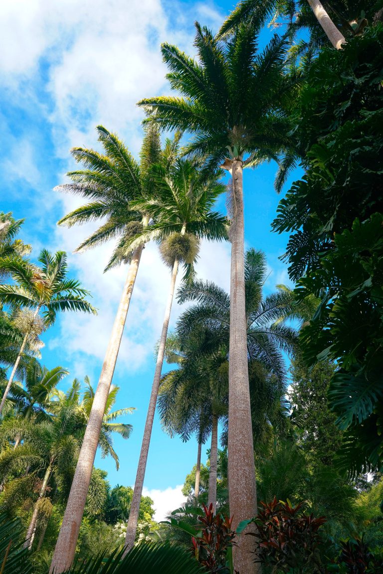 Hunte's Gardens
