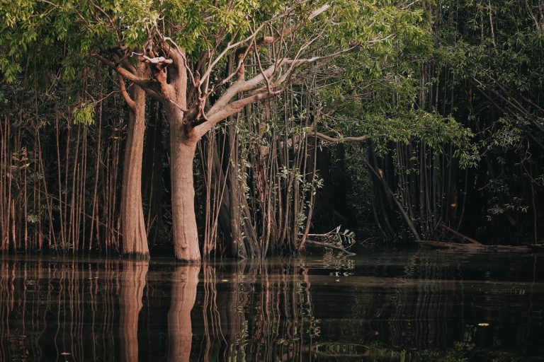 Jungle lodges