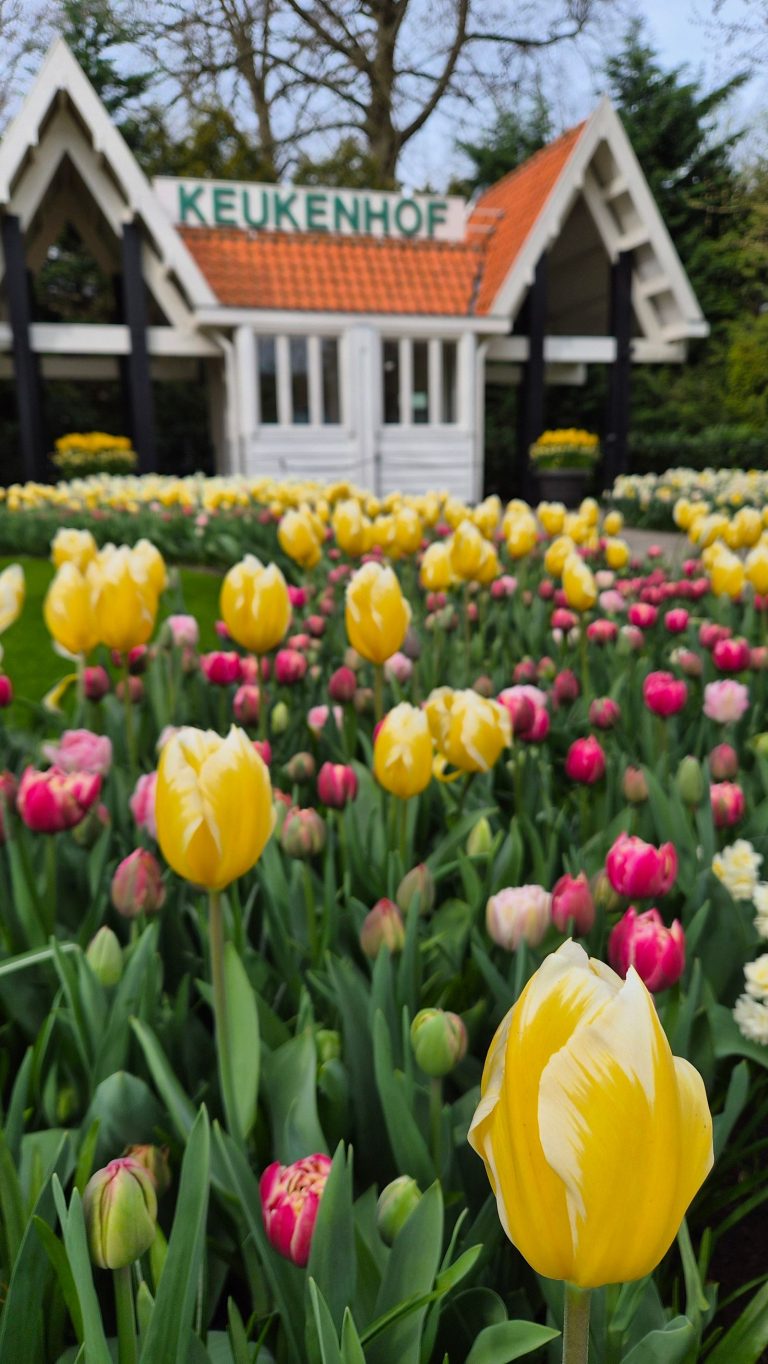 Keukenhof