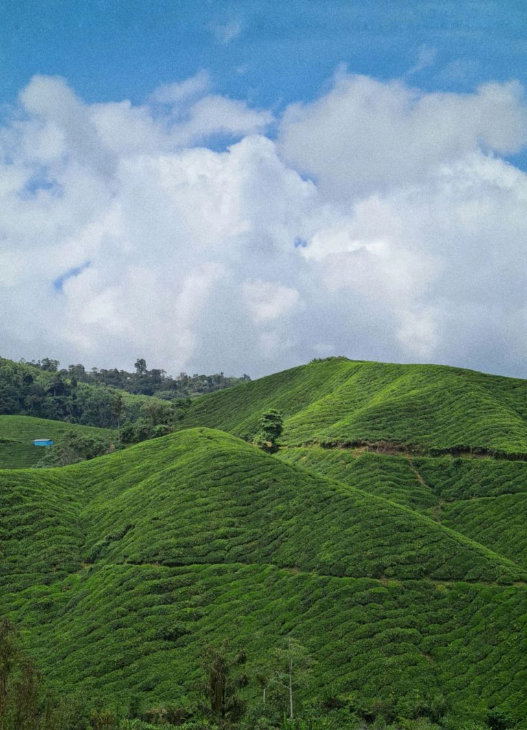 Cameron Highlands
