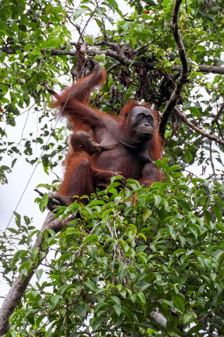 Semenggoh
