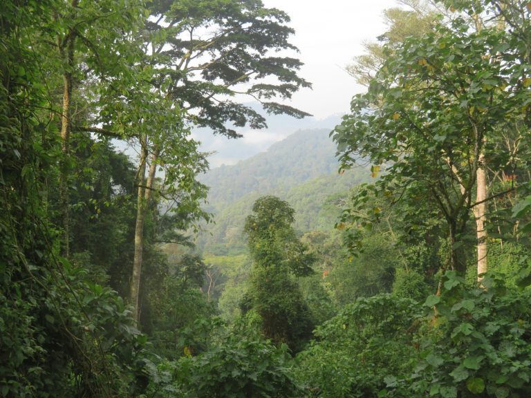 Bwindi (Rushaga and Nkuringo)
