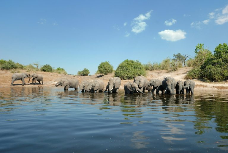 Parco Nazionale di Chobe (Botswana)