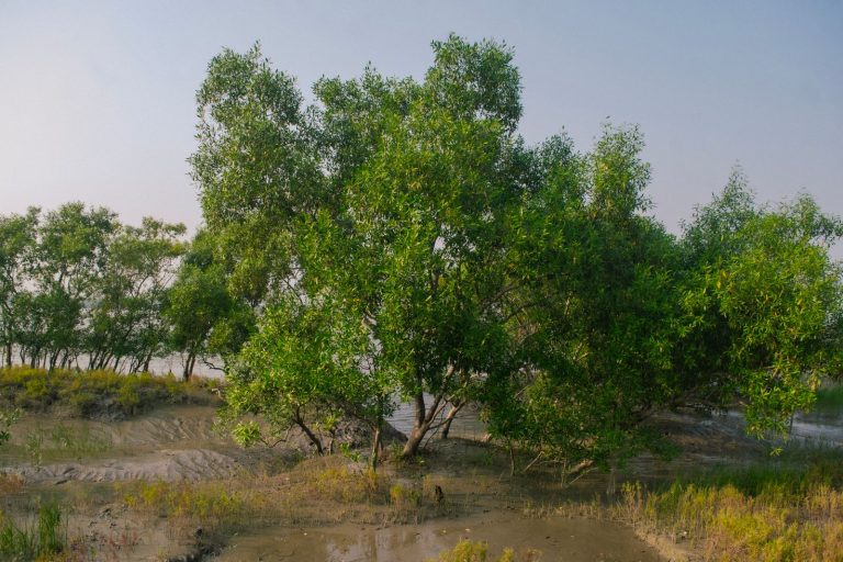Sundarbans
