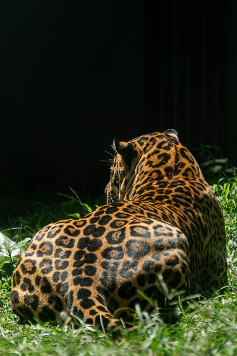 Wilpattu