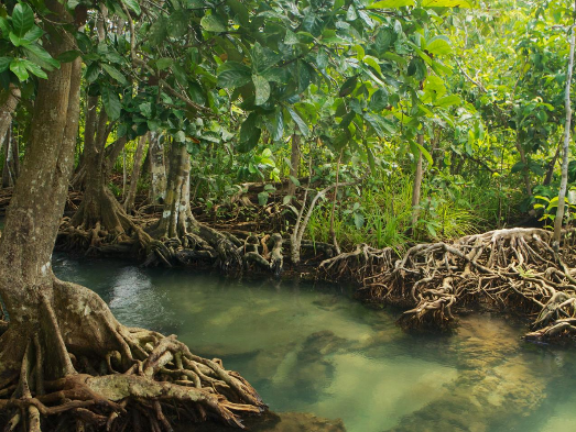 View of Mangroves in Natural Environment