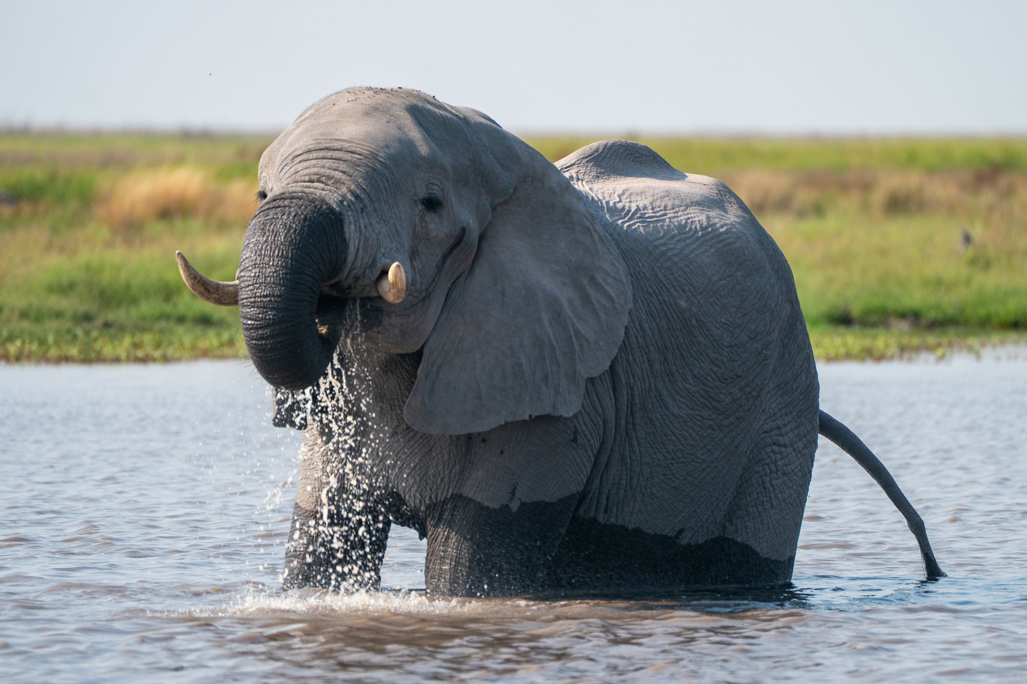 Maun