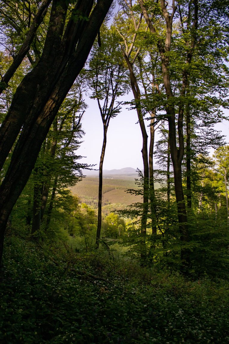 Mecsek hills