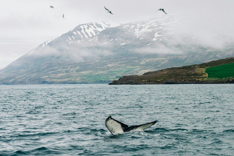 whale watching