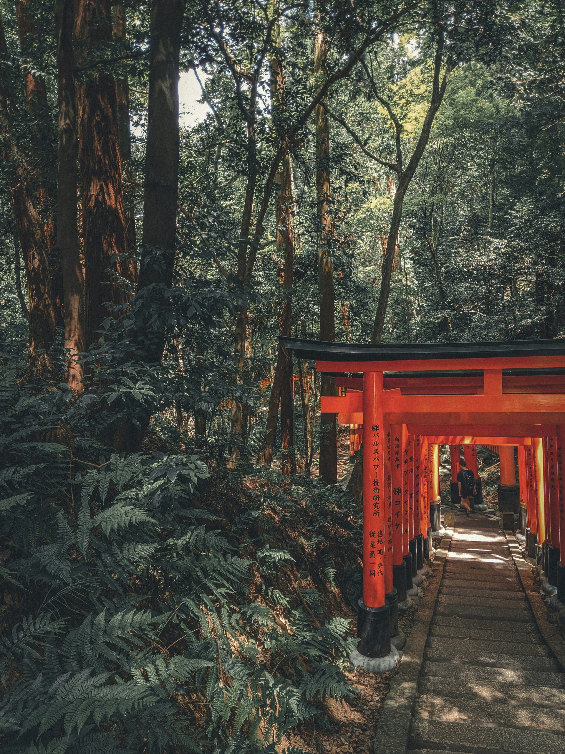 red arches in a green forest in kyoto