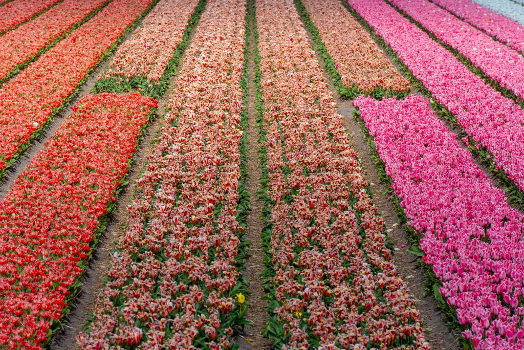 Keukenhof and the bulb fields, Lisse