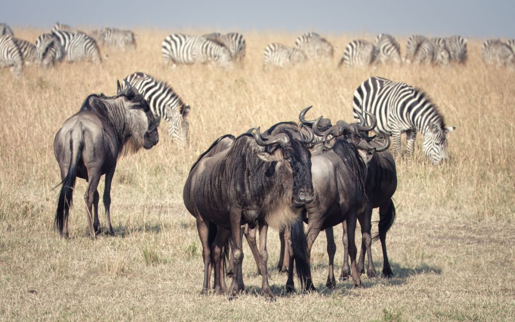 Southern Serengeti and Ndutu plains