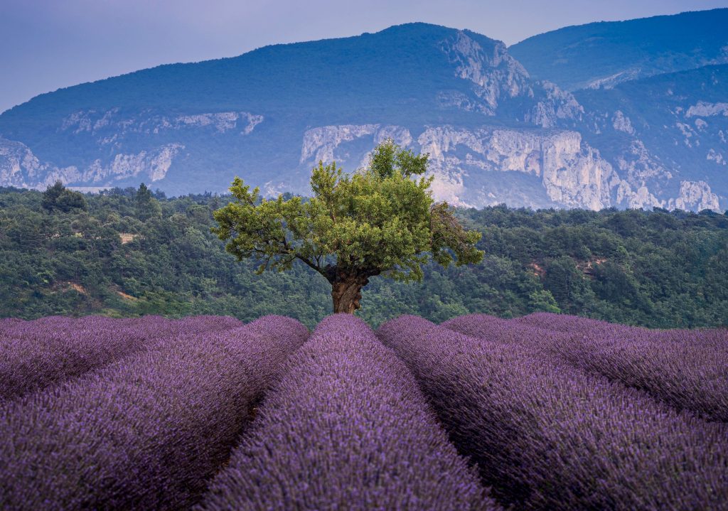 Valensole Plateau, Provence