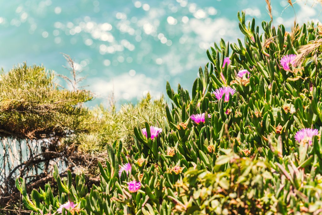 Pacific Grove Monarch Sanctuary