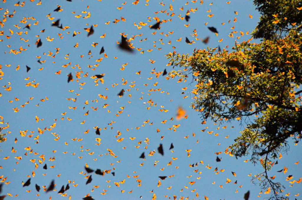 El Rosario Sanctuary, Monarch Butterfly Biosphere Reserve