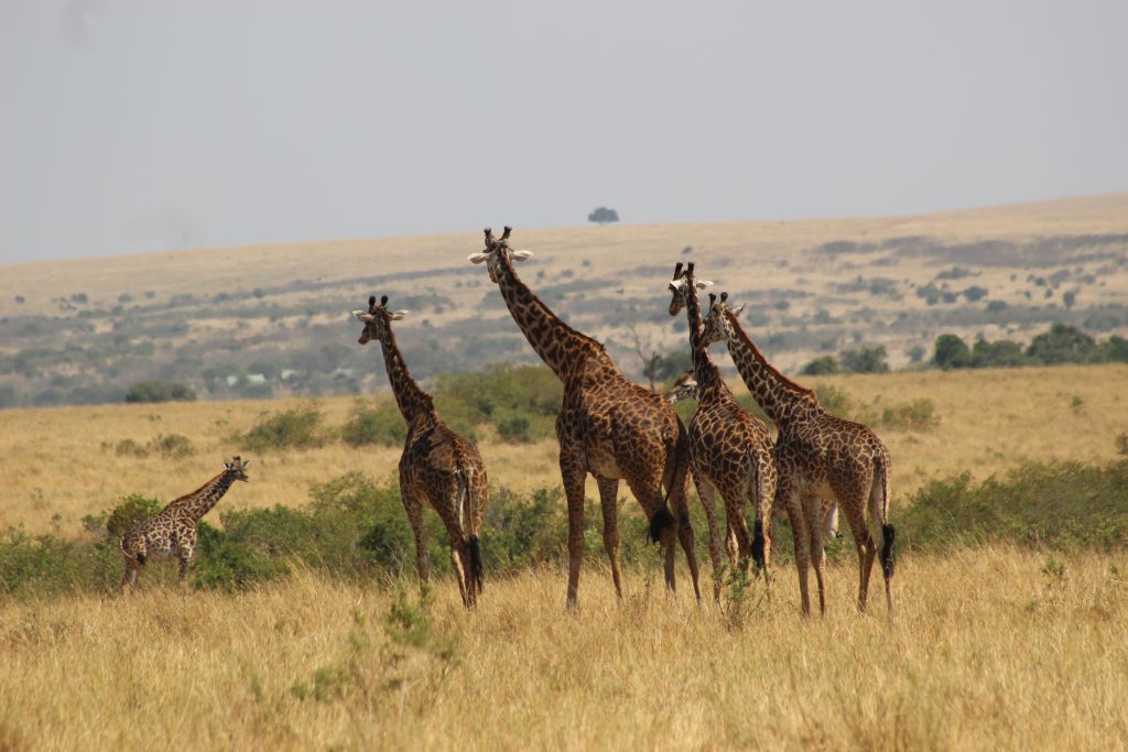 Masai Mara National Reserve