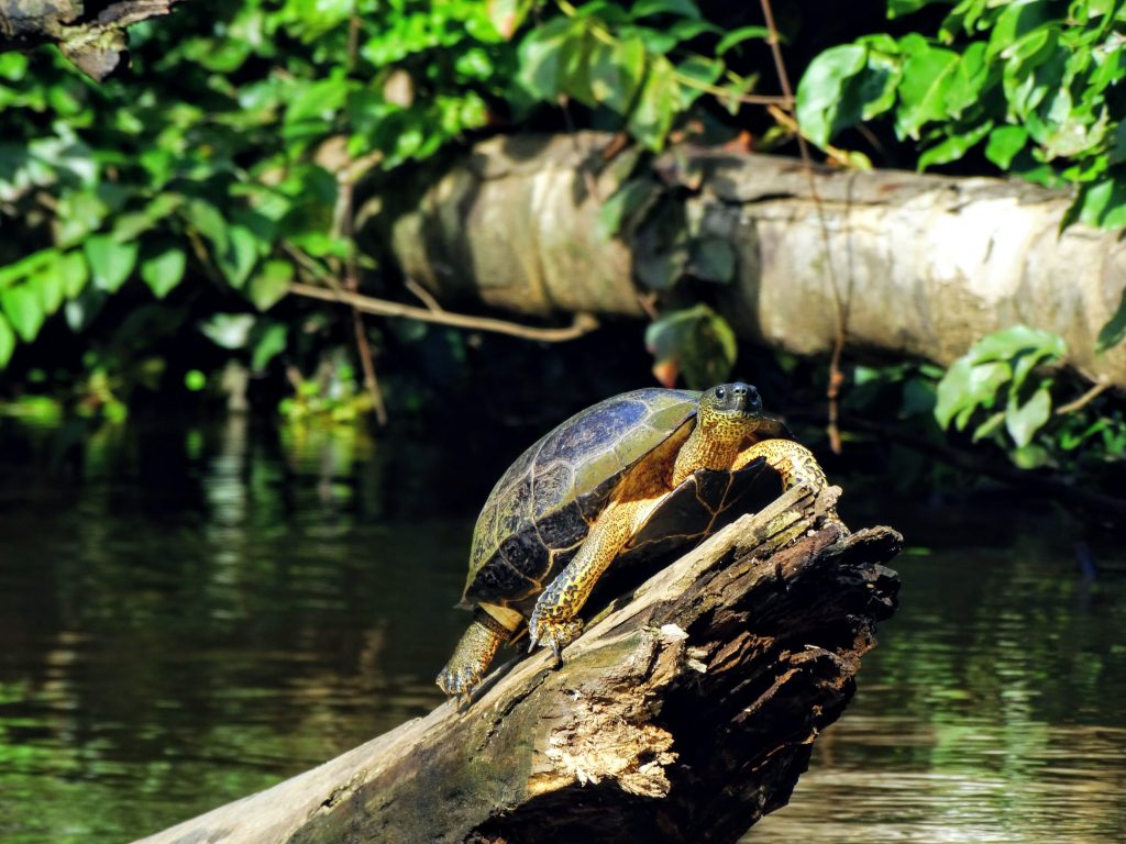 Tortuguero National Park