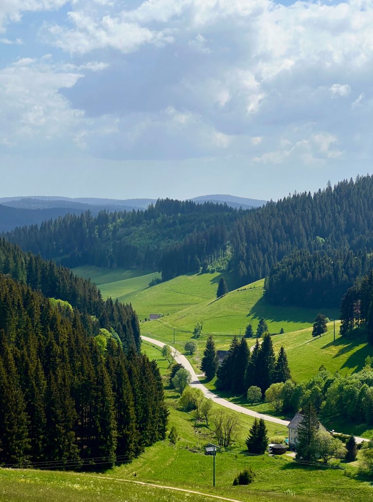 The Black Forest