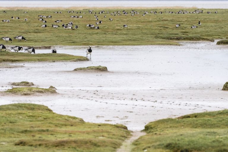 Wadlopen