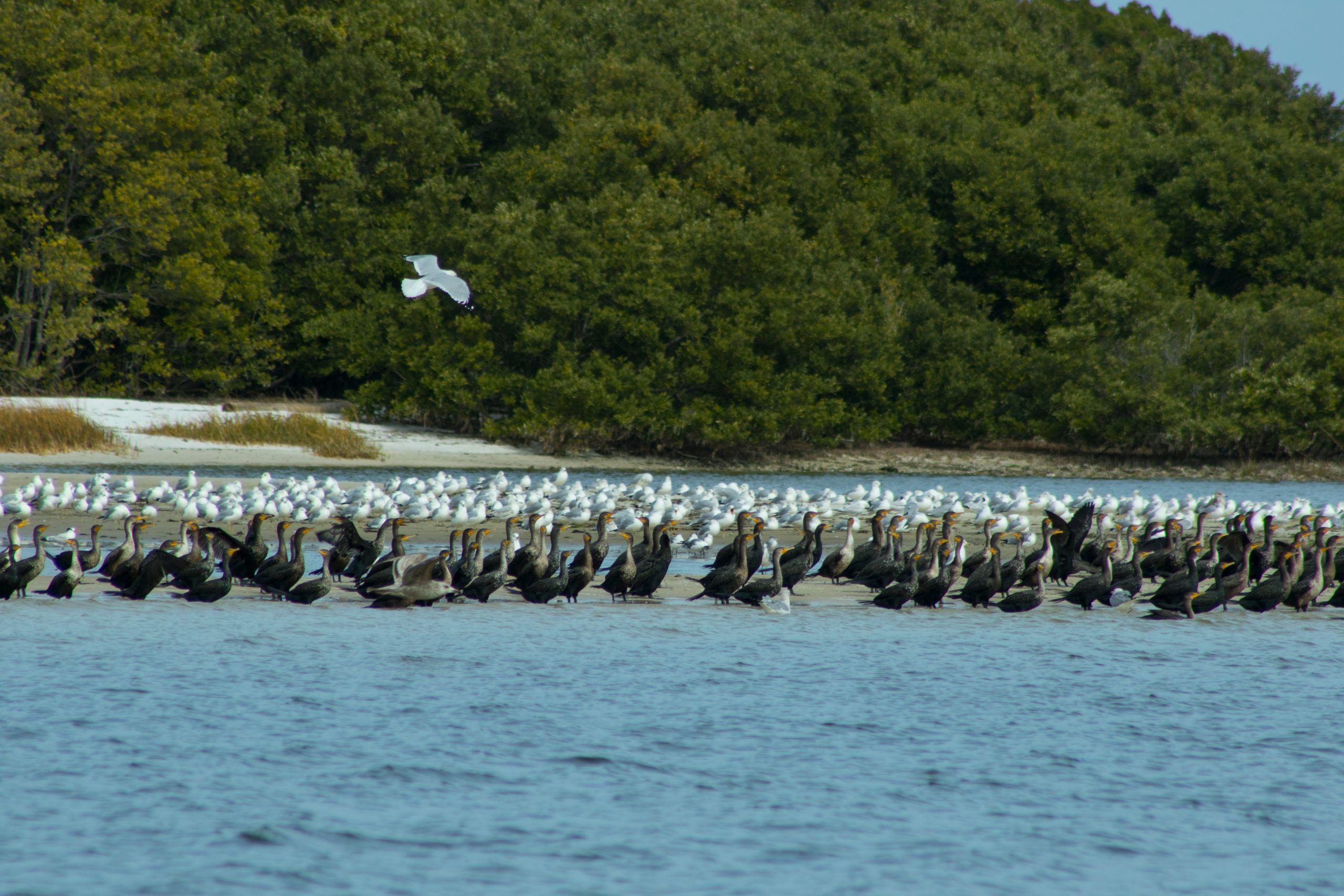 cedar key hidden gems in florida