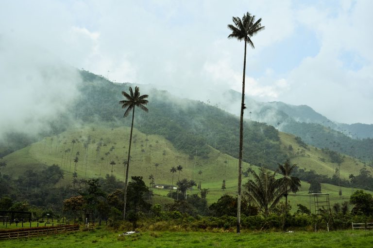 Cocora valley