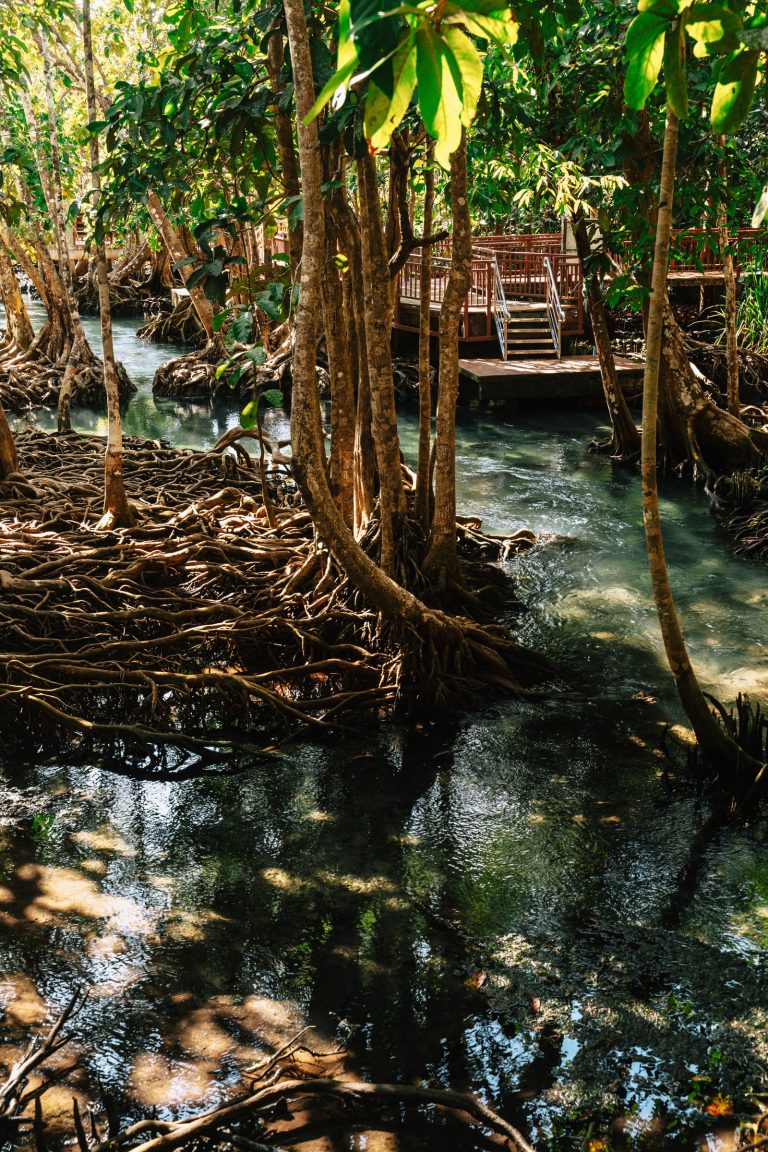 Mangroves