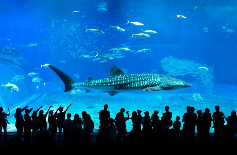 Churaumi Aquarium