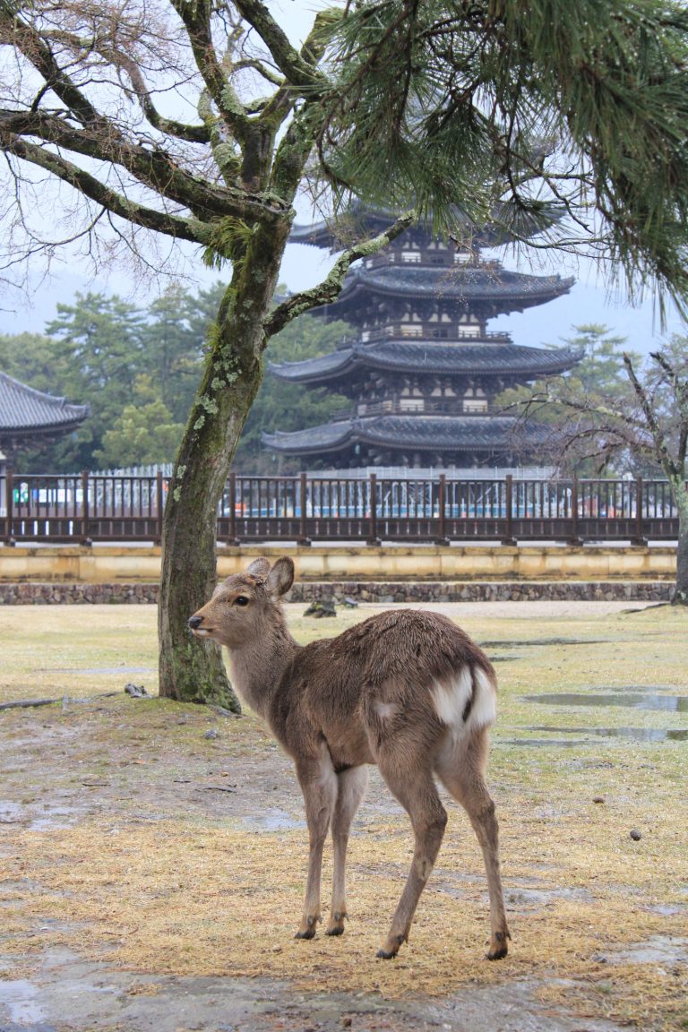 Nara