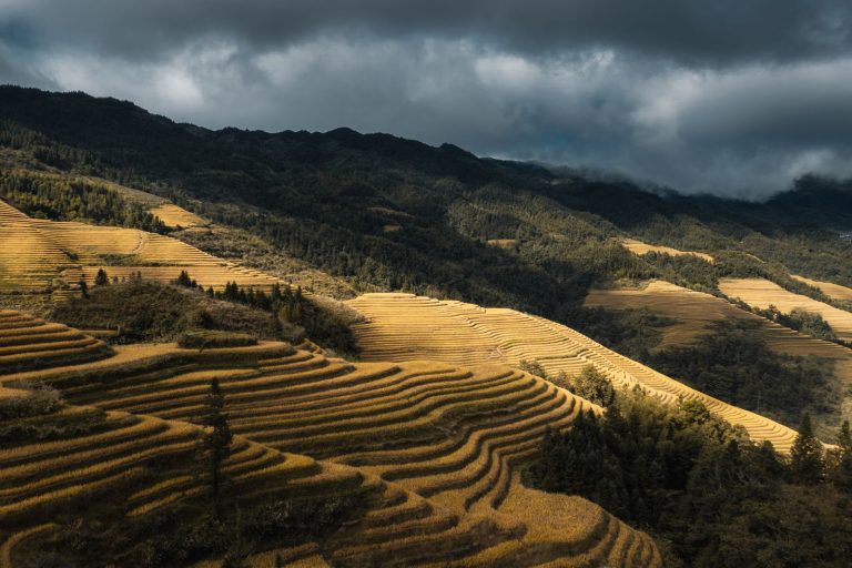 Longji rice terraces