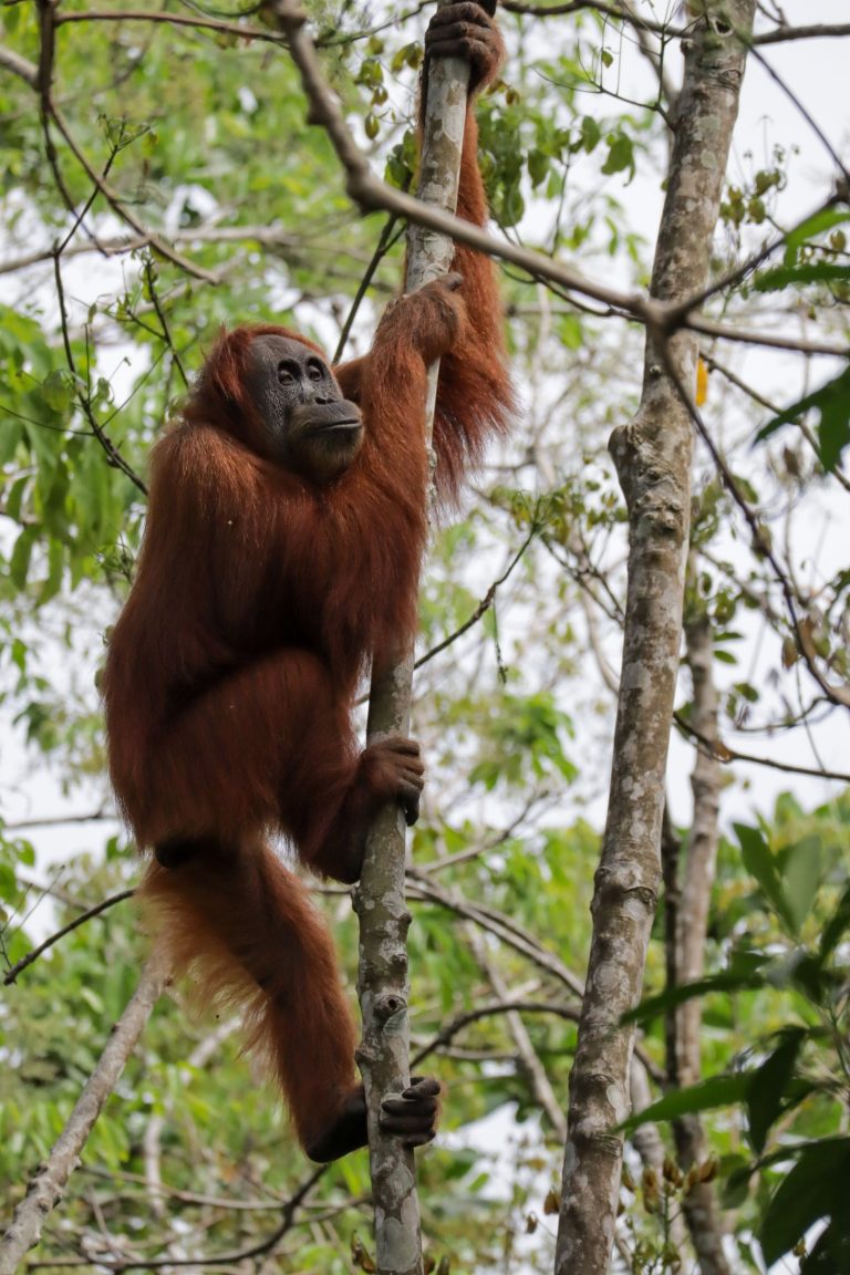 Gunung Leuser