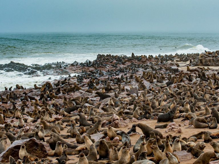 Cape Cross seal colony