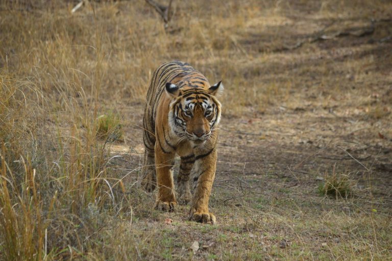 Ranthambore