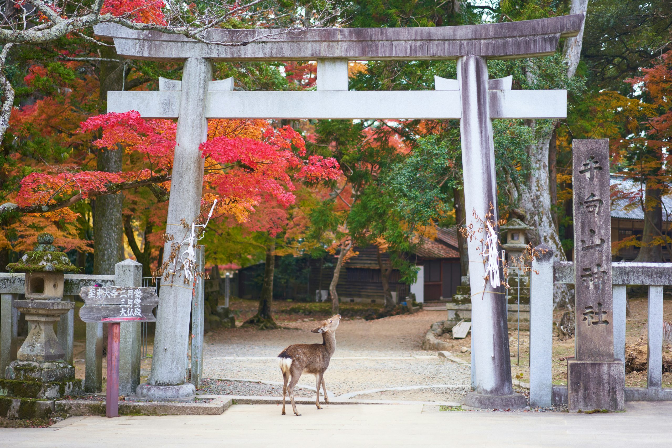 gray deer under white and grey arch in nara, day trips from kyoto