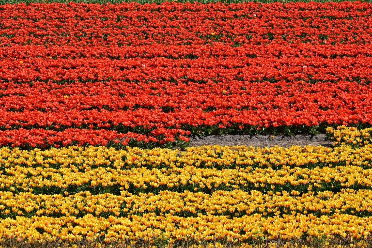 Keukenhof and the bulb fields