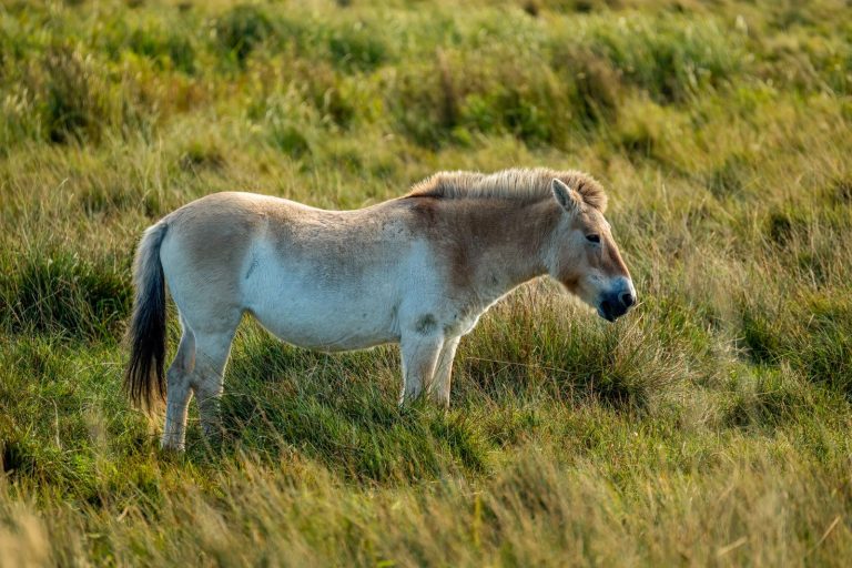 Hustai National Park